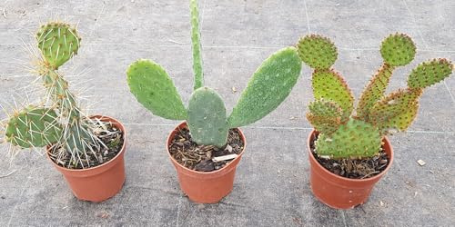 Kit collection d'Opuntia (Par 3) / Conteneur de 0.5 à 0.9 litres/Succulente/Cactée