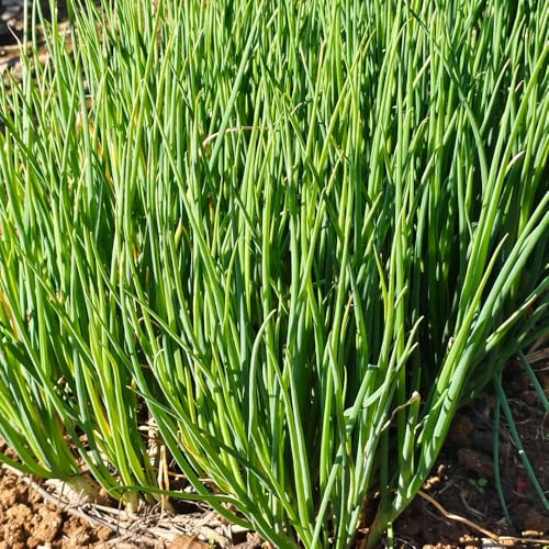 semi di cipollina perenni giardino resistente 300pcs