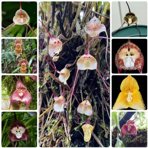 semi di orchidea faccia di scimmia, perenni resistenti Dracula simia, orchidea scimmia, giardino, rare resistenti 150pcs