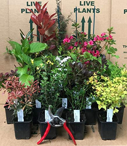 Garden Shrub Selection, Mixed Pack of 10 Shrubs Supplied in 9cm Pots, Hardy Mix of Colours, Shapes and Sizes and can be Planted Straight into Your Garden by DirectPlants™