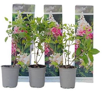 Plant in a Box - Hydrangea Paniculata 'Pink Lady' - Set von 3 - Hortensie - Garten - Topf 9cm - Höhe 25-40cm
