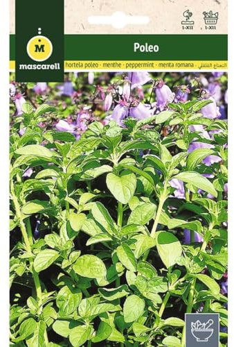 Mascarell Semillas, MENTA POLEO, Semillas de Hierbas Aromáticas para Plantar, Crea tu Propio Huerto en Casa, 0,2 Gramos