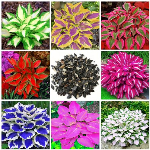 200+ misto Hosta - Bassa manutenzione e alto valore ornamentale