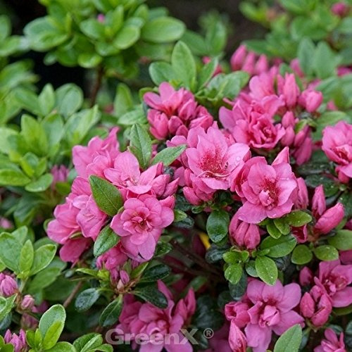 Kriechende Immergrüne Zwerg Azalee Mariko 15-20cm - Rhododendron nakaharai - lebende Gartenpflanze aus den Baumschulen