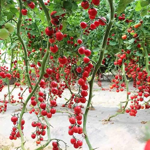 semillas de tomate variedades antiguas - robustas resistentes orgánicas interior 900pcs