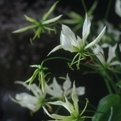 2zwiebeln flammenlilien, winterharte kübelpflanzen, balkon fackellilie winterhart blumenzwiebel, balkonpflanzen zimmerpflanzen deko topfpflanzen