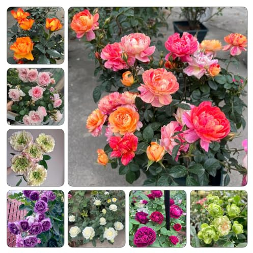 rosal - semillas de silvestres de sombra rosales trepadores balcón interior raras ornamentales lugares soleados balcón en 450semillas