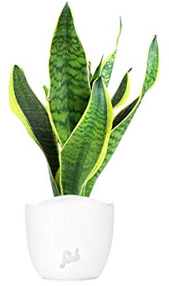 Sanseveria Trifasciata, Lingua di Suocera - Pianta Vera da Interno - Altezza 45 cm - Vaso Artigianale in Terracotta, Bianco con Onda