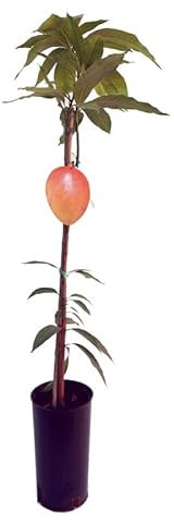 DECOALIVE Mangifera Indica Árbol de Mangos Frutal Natural