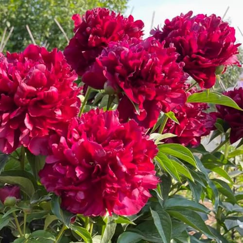 Pfingstrosen, hochwertige winterharte - farbenfrohe und üppige - mehrjährige, atemberaubende Gartendekoration und elegantes Vasenarrangement-1 Wurzel-B