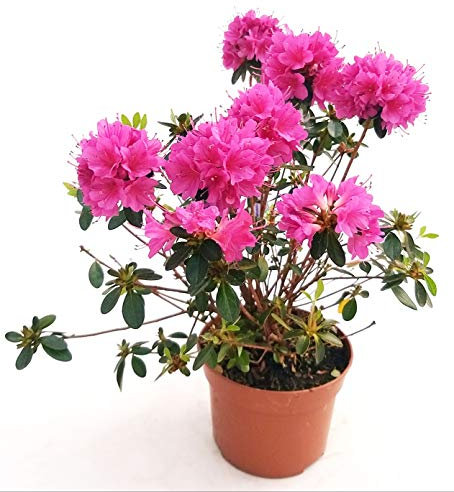 POWERS TO FLOWERS - AZALEA DA ESTERNO VIOLA XL, vaso 16cm pianta vera