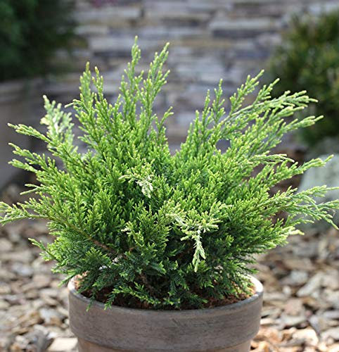 Grüner Strauchwacholder Mint Julep 25-30cm - Juniperus media