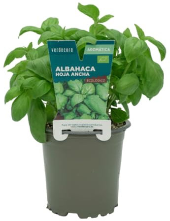 Verdecora Albahaca Hoja Ancha en maceta Ø11cm | Ocimum basilicum | Planta de Interior y Exterior | Hojas Aromáticas y Sabrosas | Ideal para Cocina y Decoración