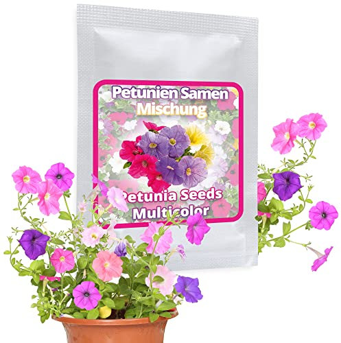Semi di Petunia circa 250 pezzi - miscela di molti semi di Petunia Multifiore per il balcone e il giardino