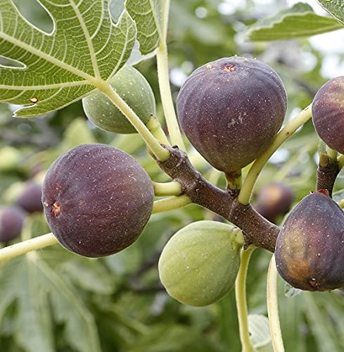 Feige Gustissimo® Morena®, Ficus carica, Gärtnerqualität, 60-80cm im 3,5-Liter Topf