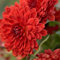 Semillas de flores de crisantemo gigantes frescas nuevas rojas
