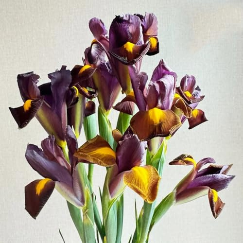 semi di iris, semi di perenne Iris tettoria, esotici Le da giardino sono resistenti comprare 180pcs