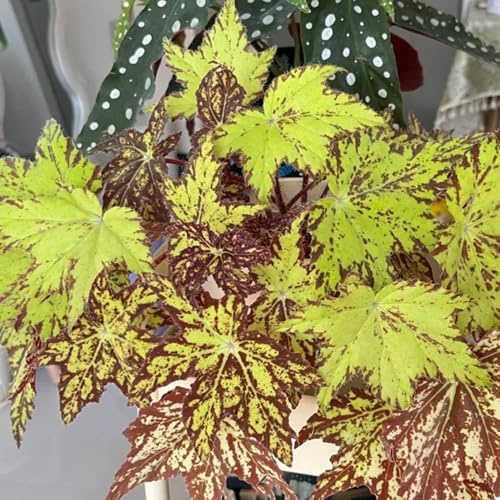 Begonien - blumensamen indoor gewächshaus kübelpflanzen seltene kletterpflanzen balkon blumengarten balkongewächshäuser hochbeete für garten blumenstauden pflanzensamen exotisch 100samen