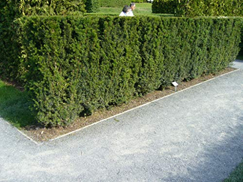 50 Eiben 30-50cm frisch vom Feld Gartenhecke Heckenpflanzen Immergrüne Pflanze Taxus baccata Eiben Wurzelware