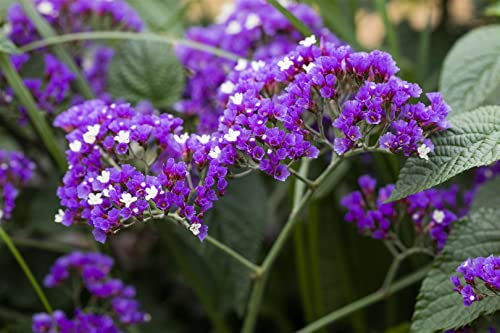 Limonium latifolium 9x9 cm Topf – Winterhart, Mehrjährig, Pflegeleicht – Breitblättriger Strandflieder – Staude für Beet & Trockenblumen