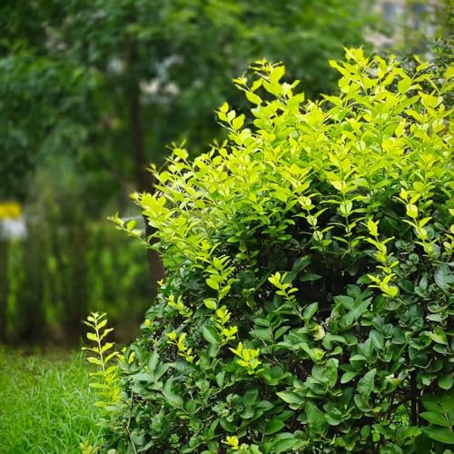 Semillas de seto de aligustre, decoraciones jardín para exteriores arbustos hoja, resistentes balcón resistentes verdes regalos para jardineros 80pcs