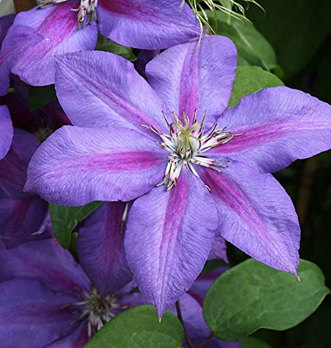 Waldrebe Mrs Nelly Thompson 40-60cm - Clematis - lebende Gartenpflanze aus den Baumschulen