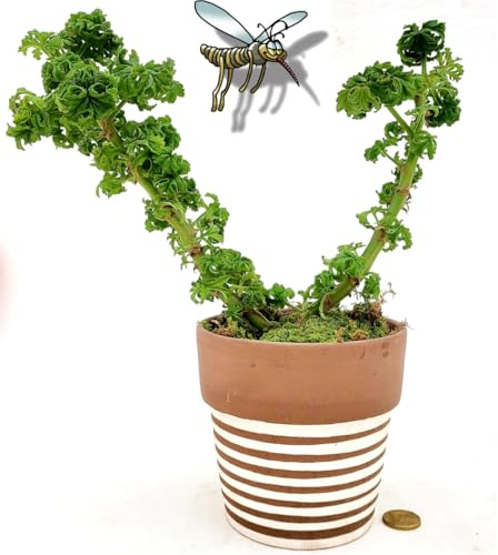 POWERS TO FLOWERS - GERANIO ODOROSO BONSAI IN VASO CERAMICA, ANTINZANZARE XXL, VASO 12CM DIAMETRO, pianta vera