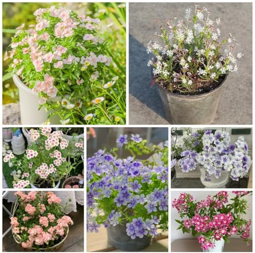 phlox bodendecker winterharte garten ausgefallene geschenke, bodendecker winterhart mehrjährig topfpflanzen 700samen