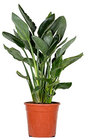 Bloomique - Strelitzia Reginae - Oiseau de paradis - Fleur de paradis - Plantes d’intérieur - Dépolluante - Entretien facile - Hauteur 80-100 cm - Pot 24 cm