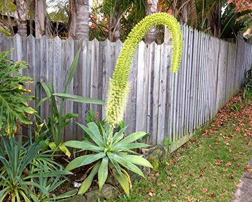Exotische Agave attenuata coda di volpe ~ Cigni Collo Spineless morbide Agave 5 Semi ~ Non Cactus