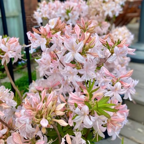 semi di rododendro - appartamento balcone resistente giardino esterno 180pcs
