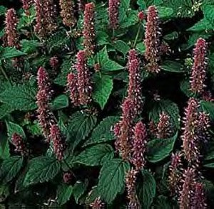 Anise Hyssop Agastache foeniculum 2,000 Seeds