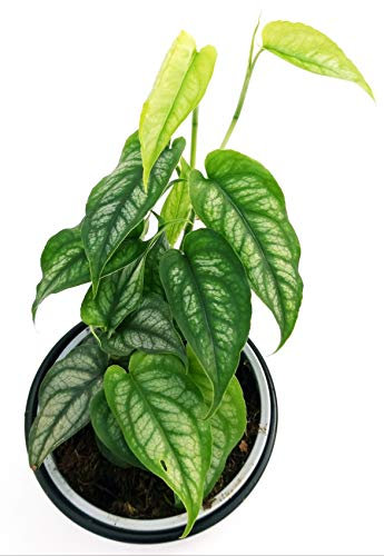 POWERS TO FLOWERS - PHILODENDRON, PHYLODENDRON, MONSTERA SILTEPECANA, pianta vera