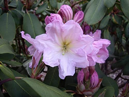 Baum-Rhododendron/Alpenrose - Rhododendron decorum - 40-50cm