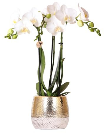 KOLIBRI Orchids - Orchidée phalaenopsis blanche - Amabilis + Elite Pot Gold - Diamètre du pot : 9 cm - Hauteur : 40 cm - Plante d'intérieur à fleurs dans un pot de fleurs - Fraîcheur du producteur
