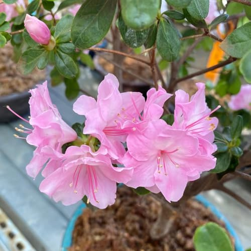 Semillas de rododendro resistentes - Decoración de balcón, jardín, perennes azalea 350pcs