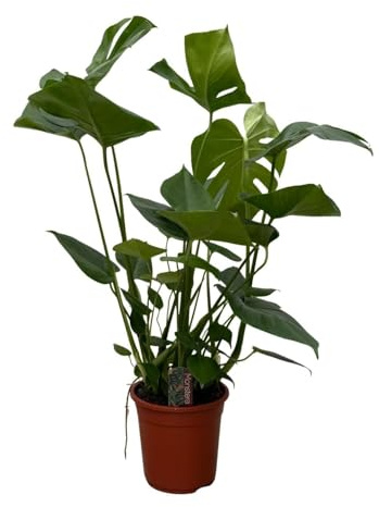 Monstera – 70cm – Trendige Zimmerpflanze mit dekorativen Blattfenstern – Pflegeleichte Grünpflanze für Wohnzimmer & Büro – Urban Jungle Pflanze im Topf – Luftreinigend & beliebt