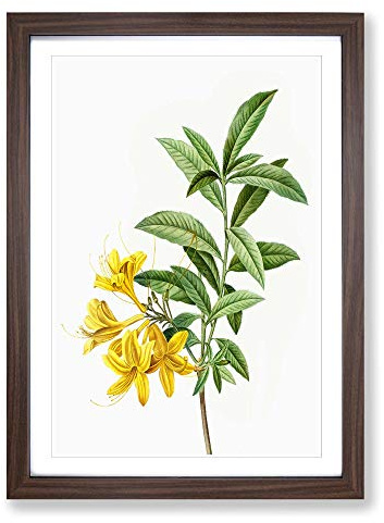 Yellow Azalea Flowers by Pierre-Joseph Redoute Framed Print | A2 Walnut Framed Wall Art | Ready to Hang | Modern Floral Picture | Living Room Bedroom Lounge Office