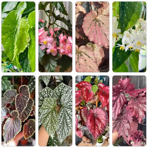 begonien zimmerpflanze balkon deko kräuterpflanzen kräuterbeet indoor büropflanzen gartenpflanzen winterharte stauden mehrjährig topfpflanzen draußen winterhart hochbeete für garten 500samen