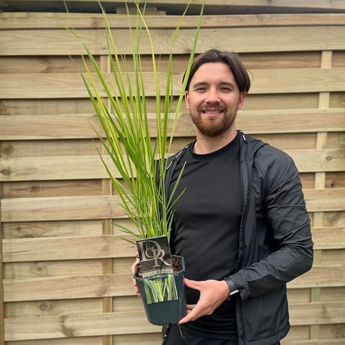 Panicum 'Northwind' Switchgrass, 2L Growers Pot, Tall Ornamental Grass, Blue-Green Foliage,