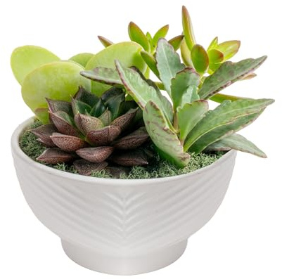 Costa Farms Live Succulents Garden, Assorted Plant Varieties in Decorative Pot, Easy to Maintain Succulent Indoor Houseplants, Room Decor, House Warming or Birthday Gift, 6 Inches Tall