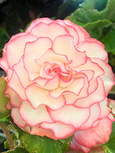 3 x Hardy Begonia Picotee Pink (Corms to Plant Yourself) Free UK Postage