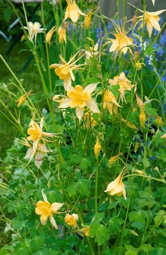 Aquilegia chrysantha 'Yellow Queen' 9x9 cm Topf – Winterhart, Mehrjährig, Pflegeleicht – Akelei – Staude für Beet & Rabatte