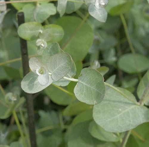 Echter Eukalyptus 60-80cm - Eucalyptus gunnii - lebende Gartenpflanze aus den Baumschulen