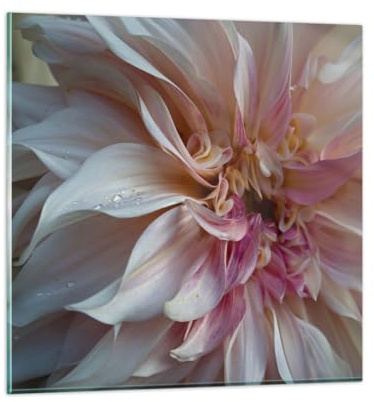 Wandbilder Dekoration Wohnzimmer Blume Dahlie Anlage Bilder auf Glas 50x50cm Glasbild Schlafzimmer Küche Deko Wand Kunstdruck Art Klein Wanddeko Bild im Glas Modern Wall Decor Glasdruck GAC50x50-5352