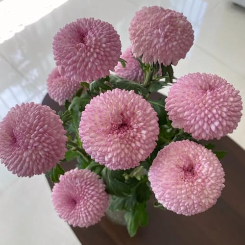semillas de pompon mamma resistentes al aire libre silvestres de balcón Decoración de jardín para exteriores, alfombra, ornamentales decoración 85pcs