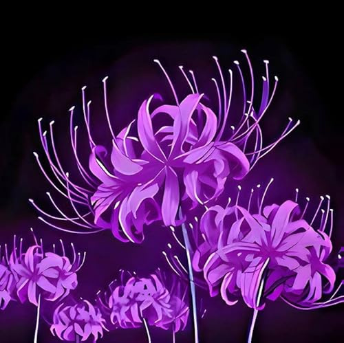 Lycoris bulbi,piante erbacee Resistenti perenni,adatti per la semina immediata,Lycoris pianta vera(non artificiali)-8 bulbs-A