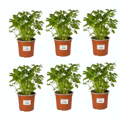 Perejil Comestible |Pack 6 Plantas | DECOALIVE Planta Aromática de Uso Culinario