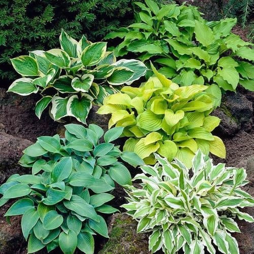 Semi di Hosta, semi da giardino Hosta plantaginea, biologici da balcone di resistente per gli amanti 300pcs