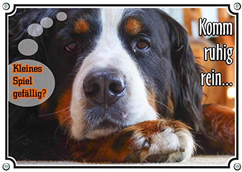 Petsigns Hunde Warnschild Berner Sennenhund mit lustigem Spruch - 1a Metallschild, DIN A5